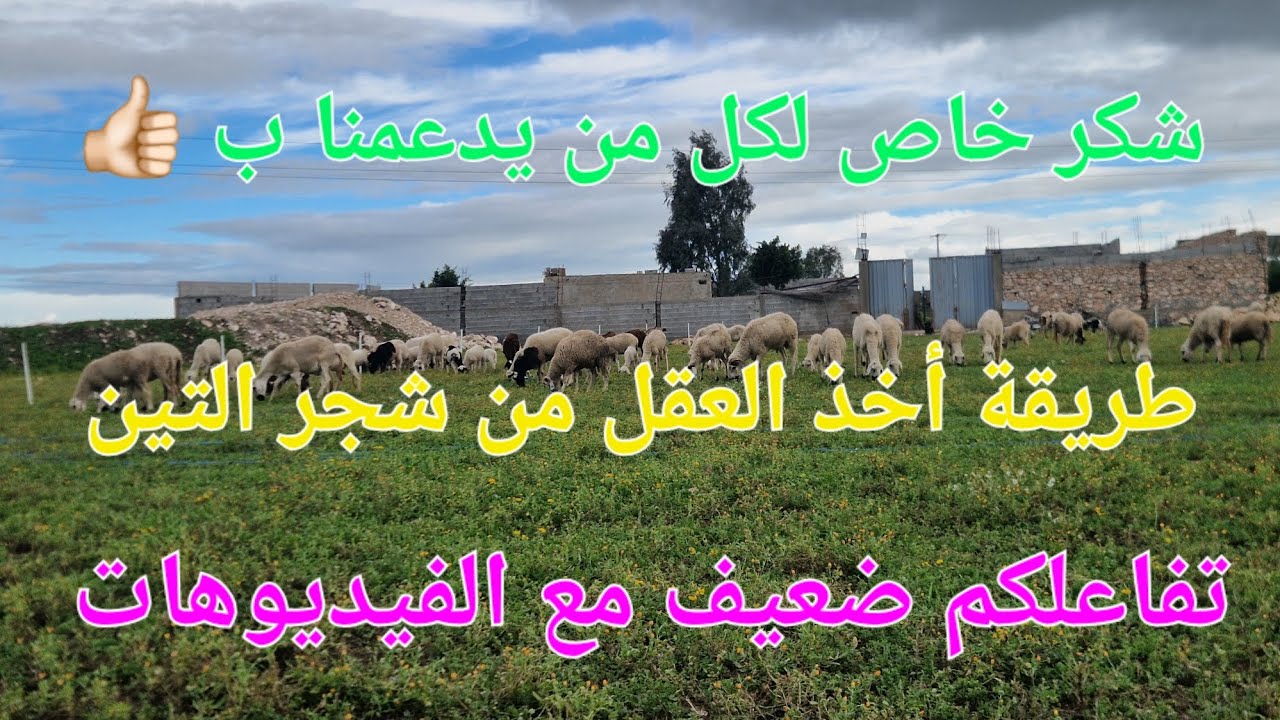 الحلقة 781🌱🌿🌱 إليكم طريقة أخذ عقل  التين من الشجرة  الأم .