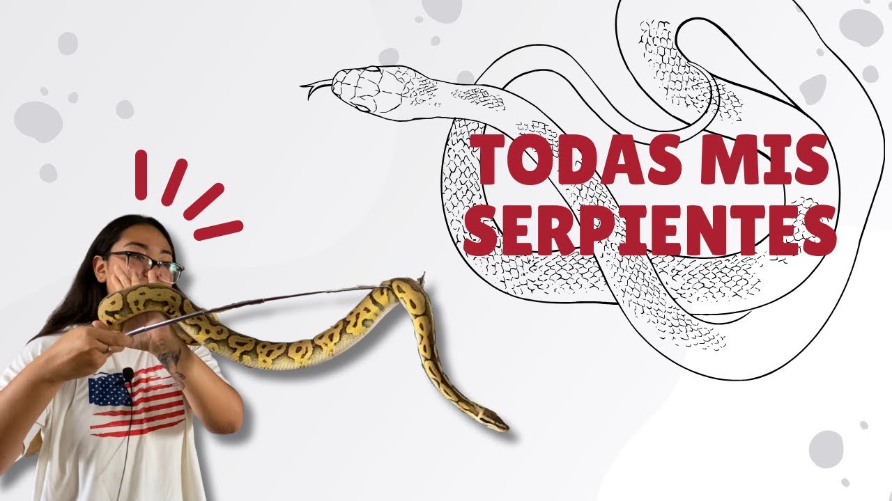 Conoce a TODAS MIS SERPIENTES en un solo VIDEO 🐍🔥 | Datos interesantes y Tips bicheros 🐍