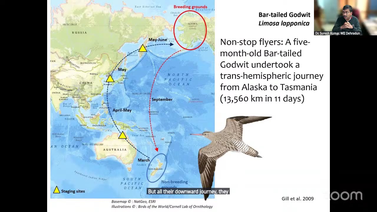 Bird Migration - Basic Course in Ornithology