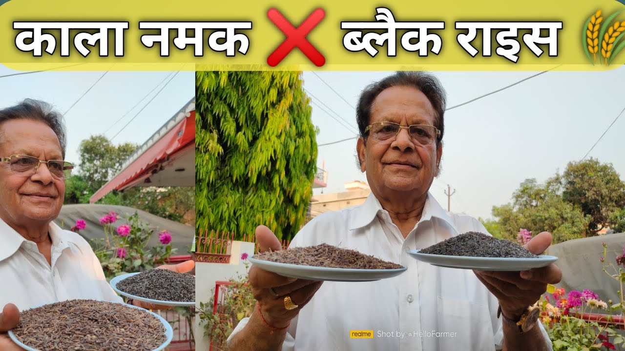 Kala Namak v/s Black Rice - kala namak chawal - काला चावल - Aromatic rice - HelloFarmer