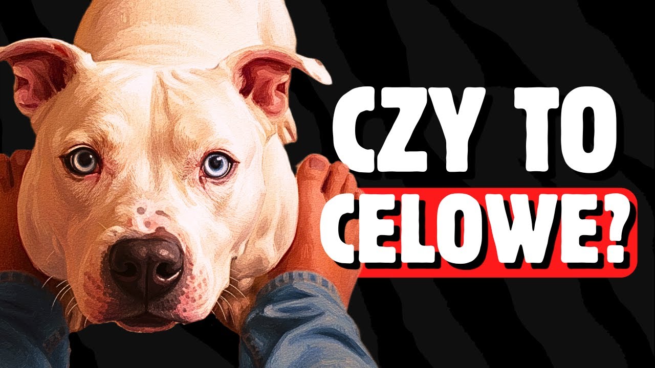 Dlaczego mój pies zawsze plącze mi się DOKŁADNIE pod nogami?
