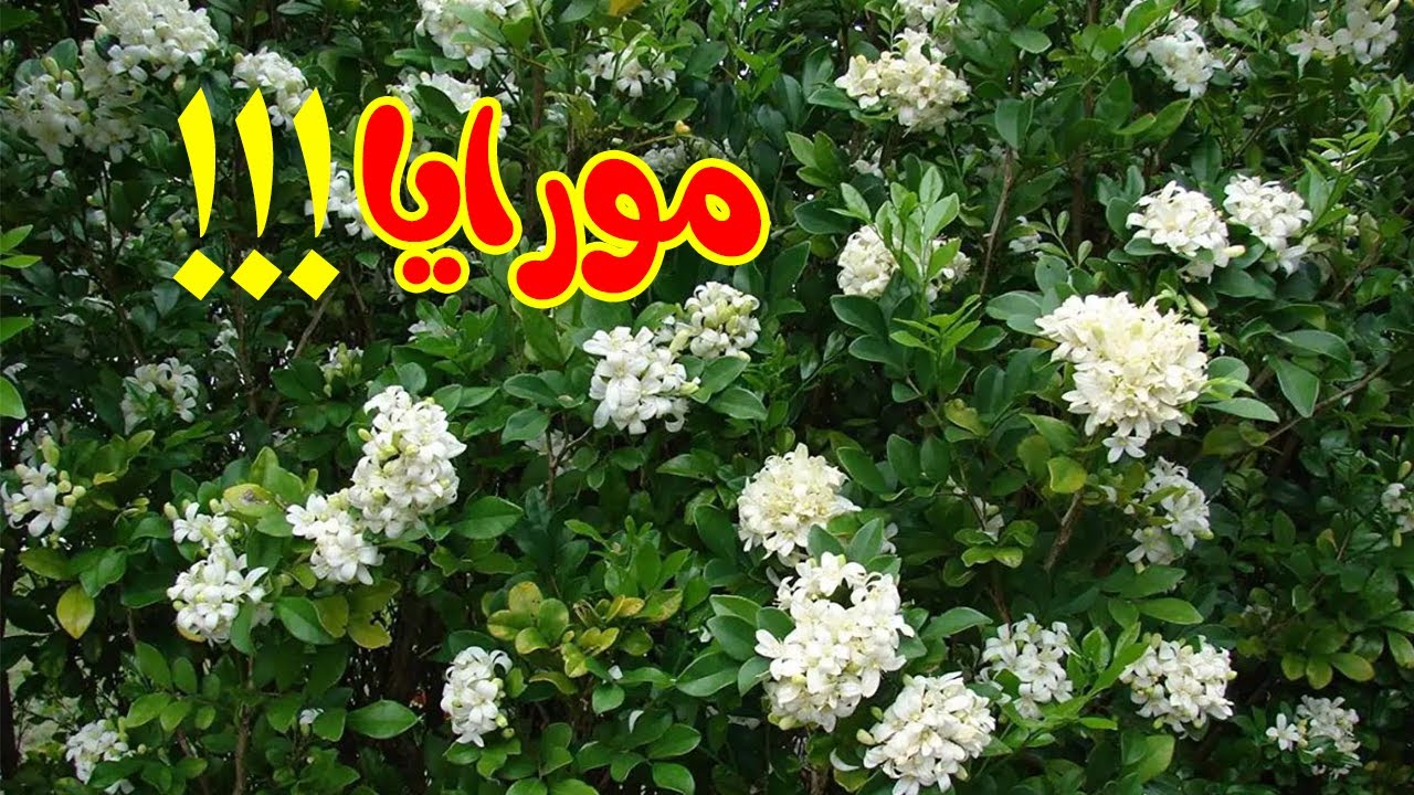 وداعا جميع انواع الفل والياسمين الاخري بعد اليوم