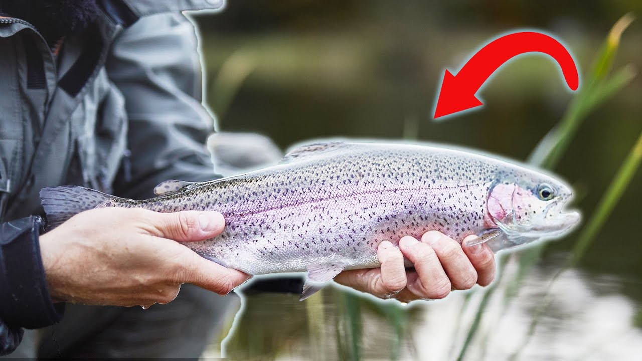 Flyfishing In Trout Lakes - Sight Fishing For Trout In Clear Water