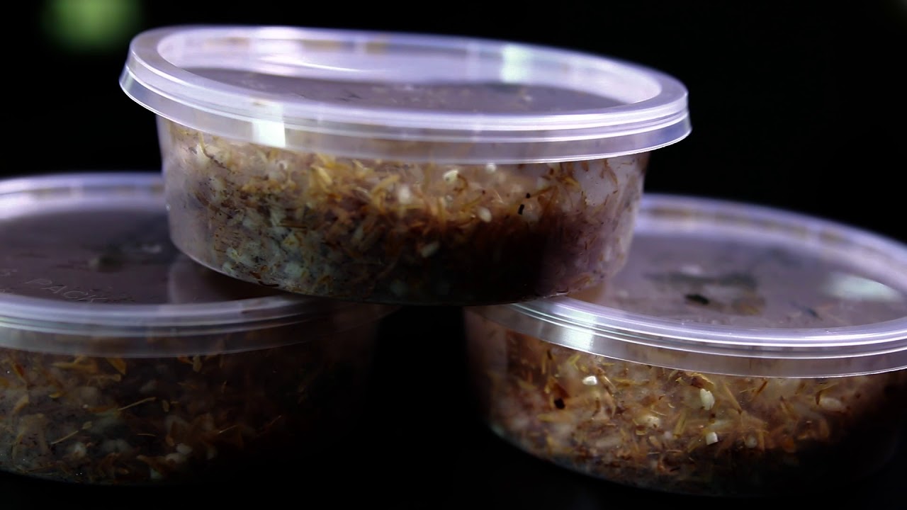 How to Produce Trichoderma, Metarhizium, Beauveria & Botanicals for Control of Plant Diseases/Pests