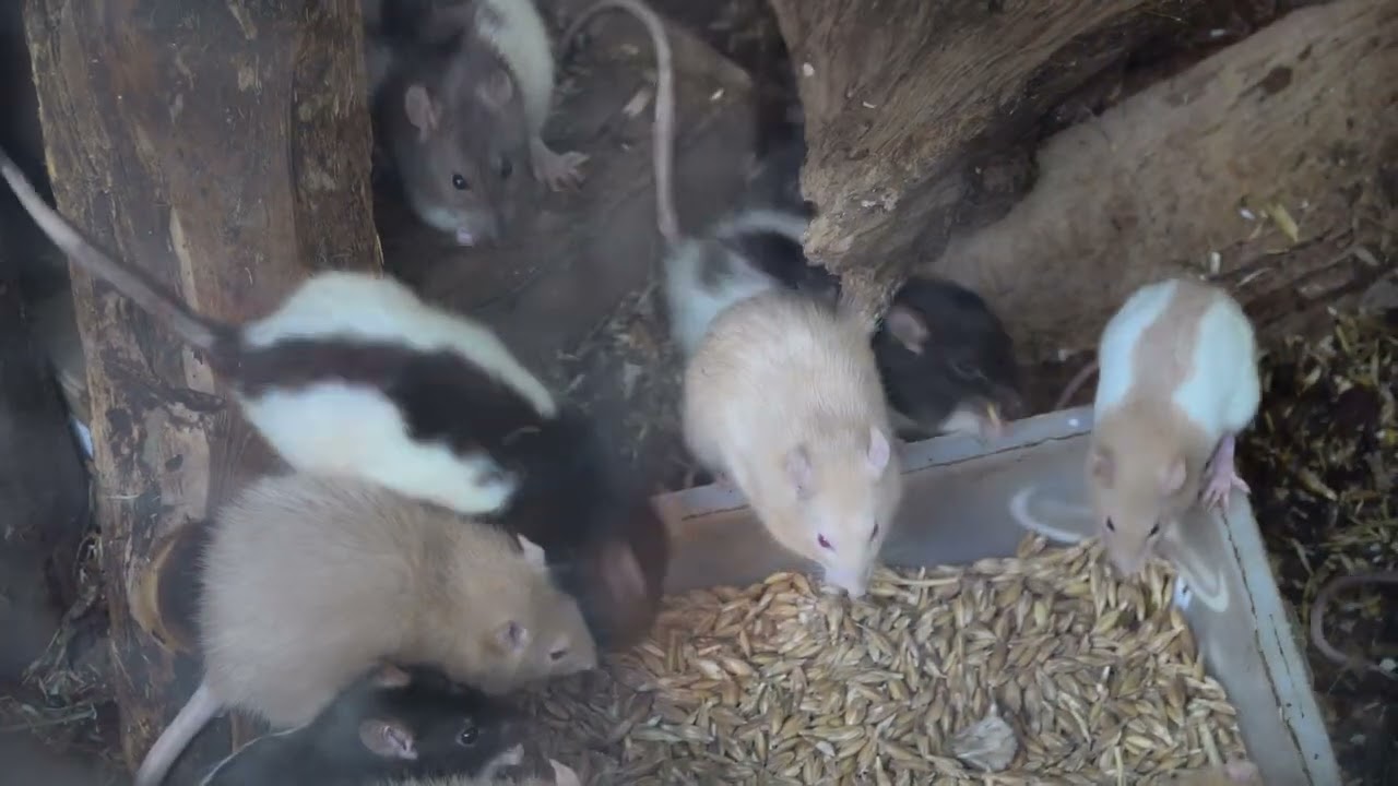 Besuch im Kleintierzoo Kassel, am Rammelsberg