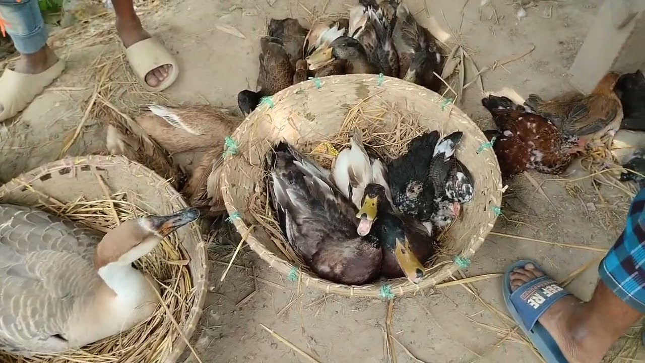 কুমিল্লার সুন্দর একটা বাজার বরুড়া খোশবাস ফকির বাজার