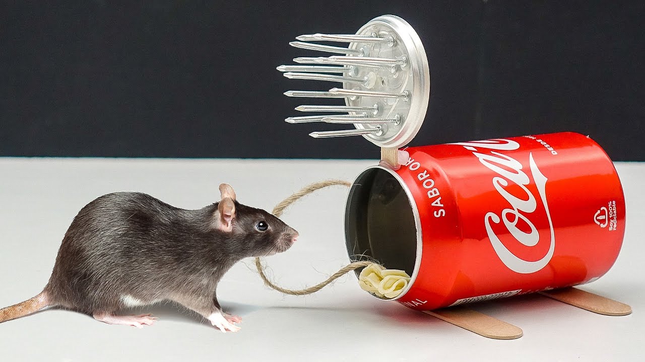NAJLEPSZY sposób na pozbycie się SZCZURÓW 🐀😲