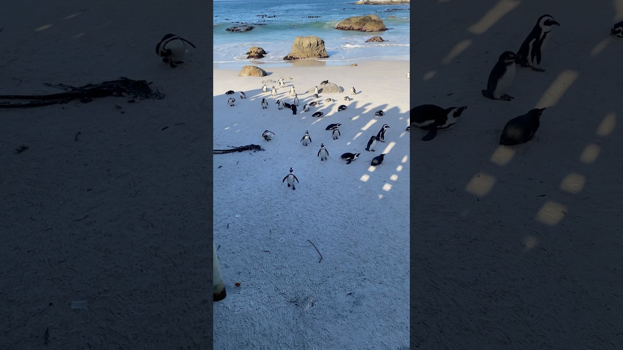 African Penguins 🐧 in their natural habitat #penguin #sealife #southafrica #travel #ytshorts