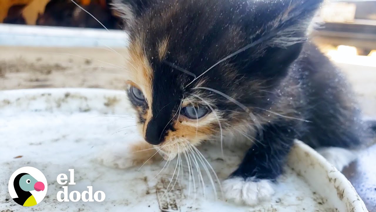 Pequeña gatita sale corriendo de los arbustos hacia su nueva mamá | Pequeño y Valiente | El Dodo