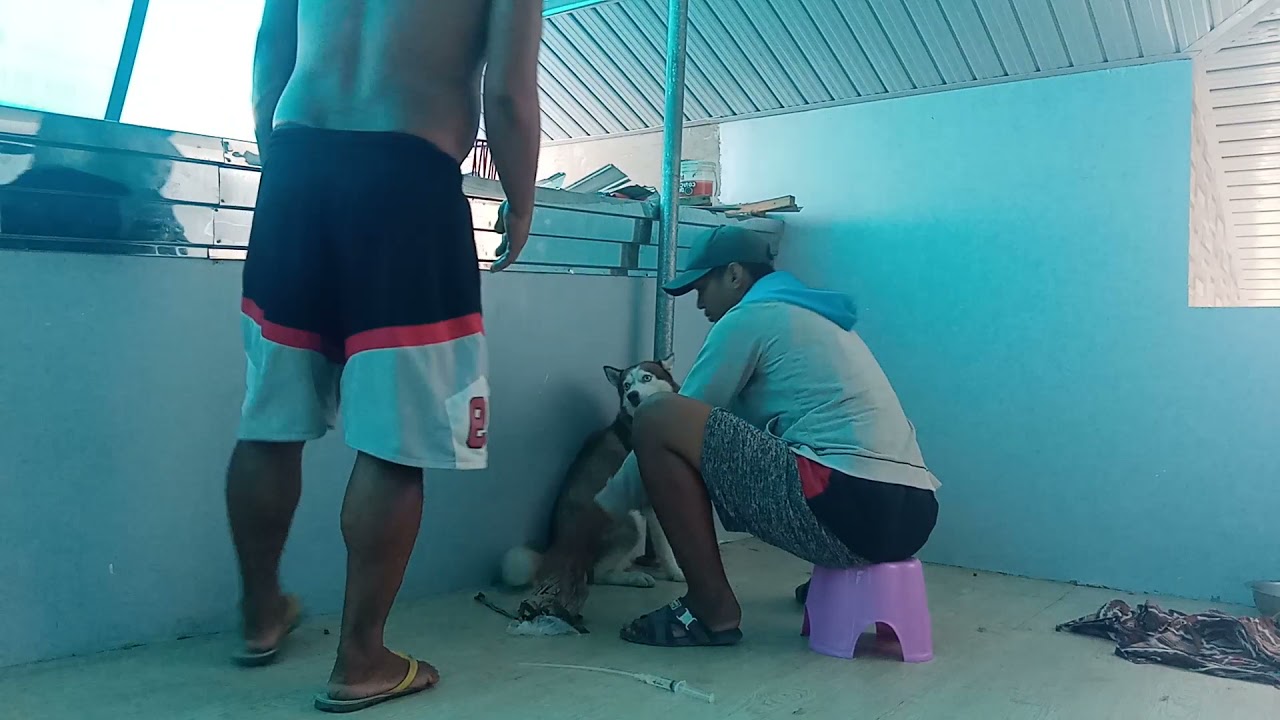 ARTIFICIAL INSEMINATION (A.I - STUD) Siberian Husky.