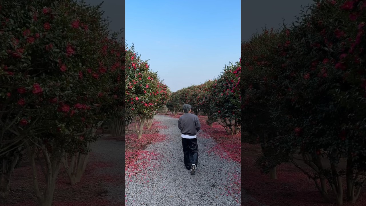 Garden Cafe in Jeju with Blooming Camellia Flowers in Winter! #jeju