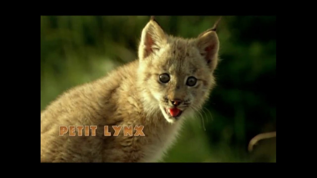 Bande annonce - M&egrave;che Blanche les aventures du petit castor (2008)