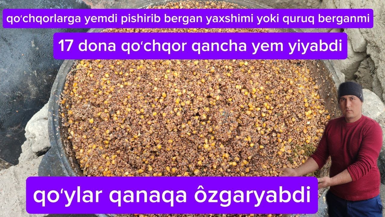 Ozimdi qoramdagi qoylarni korig #arashan #bozorolami2025 #qoyboqish #qoyboqishsirlari #rek #xisori 