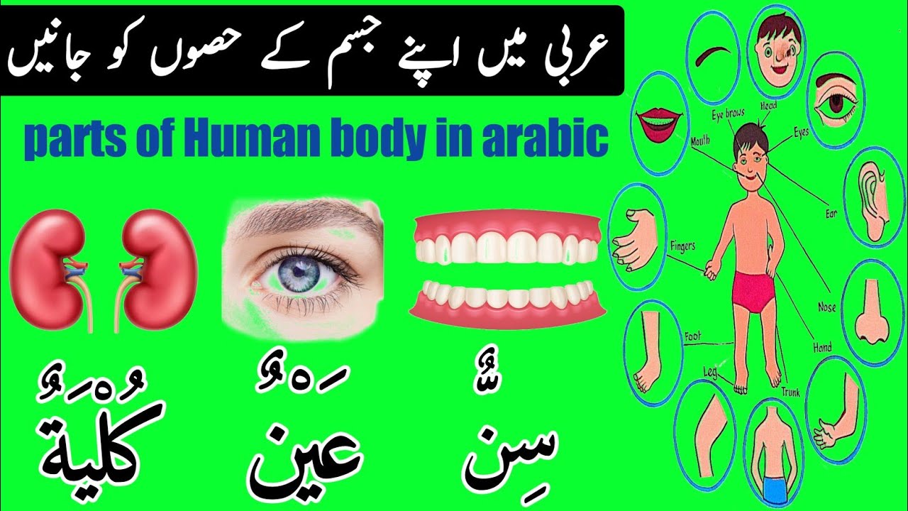 عربی الفاظ و معانی|| عربی زبان میں انسانی جسم کے حصوں کے نام|| parts of Human body in arabic||