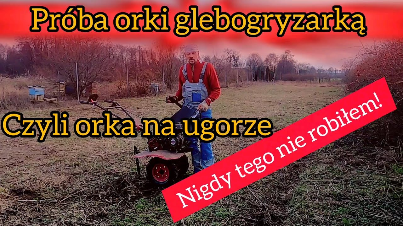 Orka na ugorze glebogryzarką Hortmasz - czy da radę?