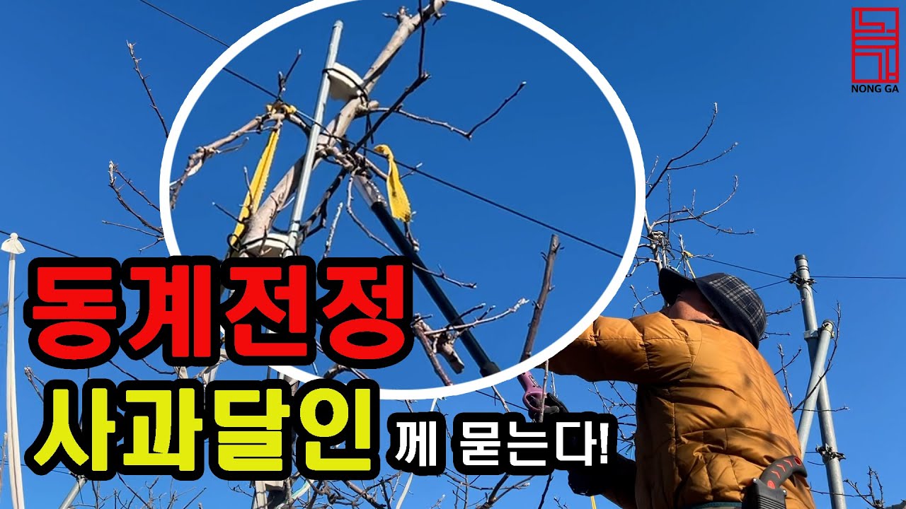 사과나무 전정ㅣ대통령 표창 받은 사과 달인이 알려주는 사과나무 전정 노하우