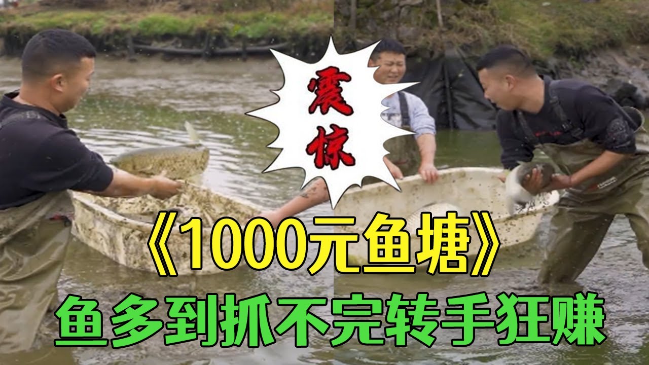 便宜花1000包下個魚塘，魚多到抓不完轉手狂賺！#小飛哥#抓魚 #三農 #戶外 #農村生活 #新農人計劃2026 #我要上熱門