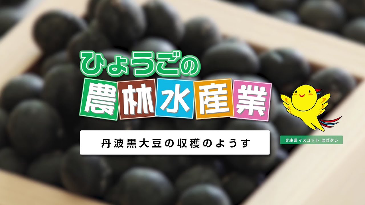 農林水産業副読本視聴覚教材　05『丹波黒大豆の収穫のようす』