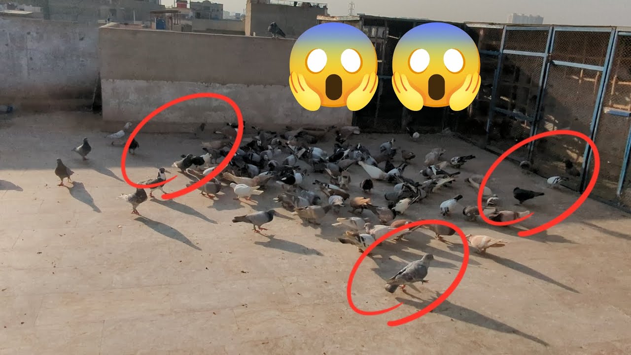 o bhai ya kia ho gay 🕊️🕊️🕊️