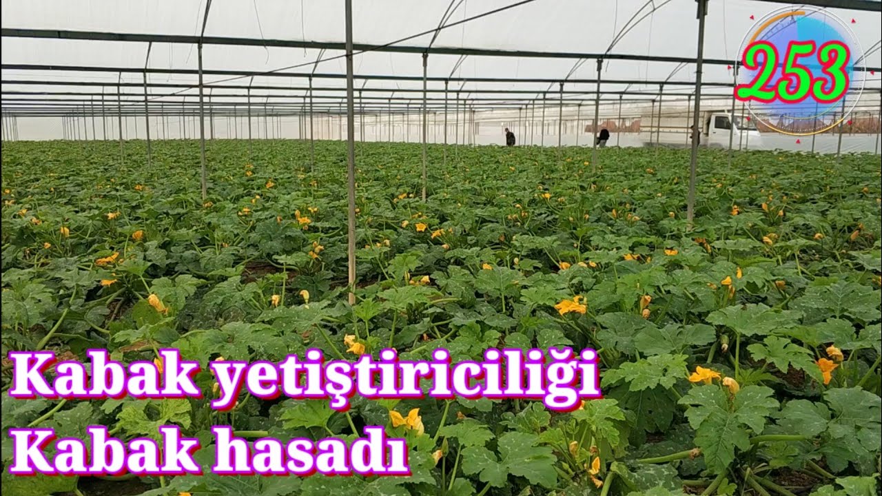 Kabak yetiştiriciliği kabakta son durum hasat yapıyoruz ilaçlama ve havalandırma