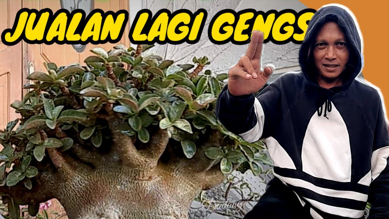 JUAL ADENIUM KOLEKSI #adenium