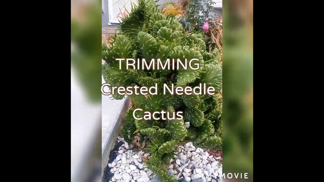 TRIMMING CRESTED NEEDLE CACTUS