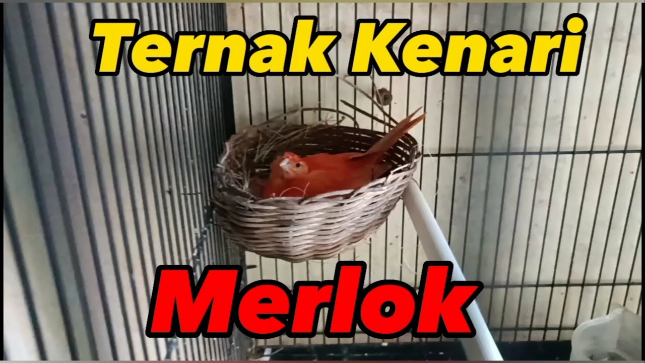 Ternak kenari merlok | beternak kenari merah lokal