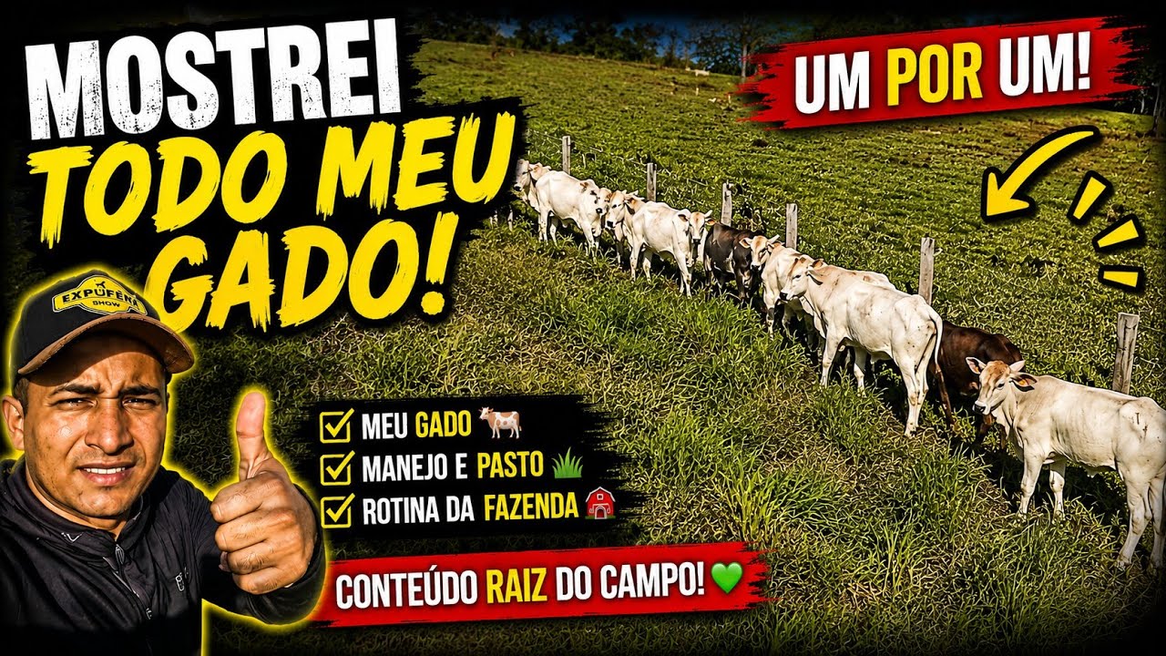 Mostrando meu gado pela primeira vez no canal 🐄🔥