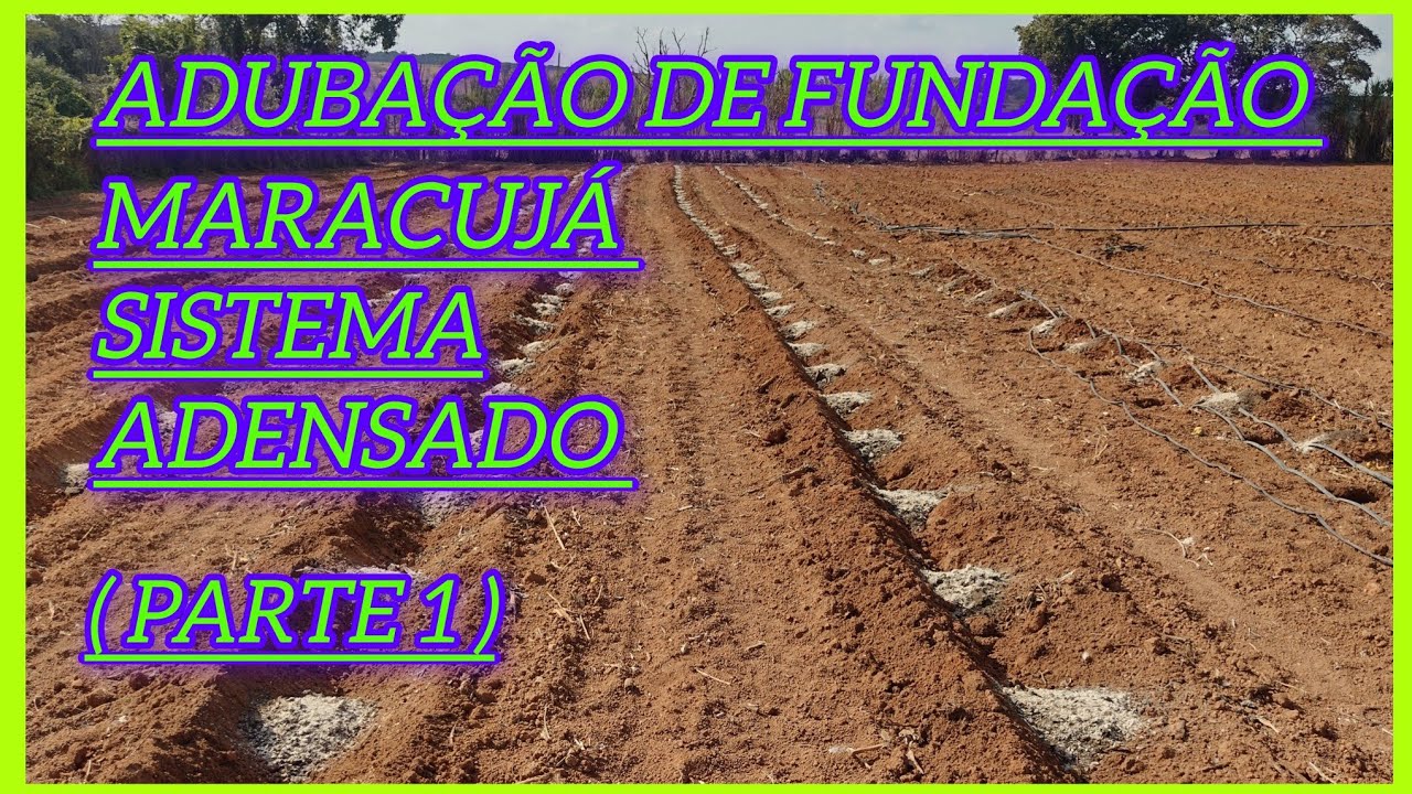 Adubação de fundação da nova plantação de Maracujá Pingo de Ouro 🙏🌱🤠