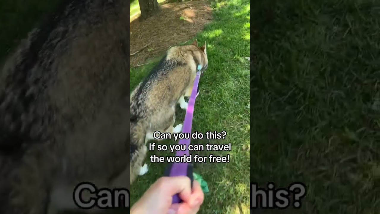 Trusted Housesitters for Digital Nomads #fulltimetravel#trustedhousesitters