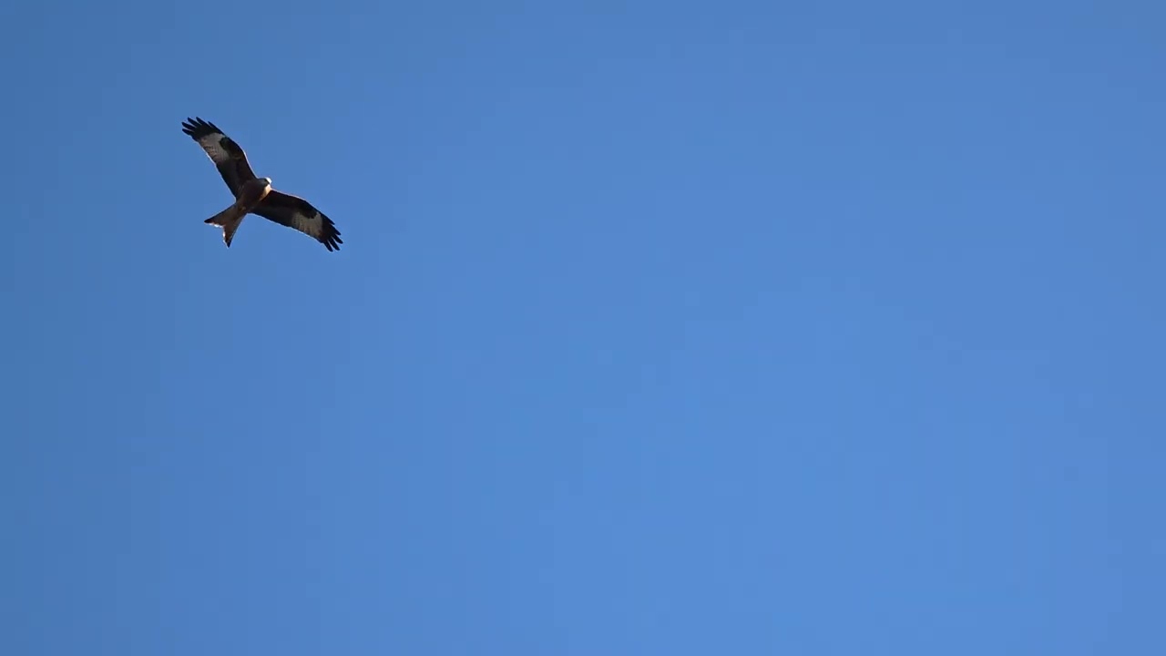 Kite flying about in Weeley 