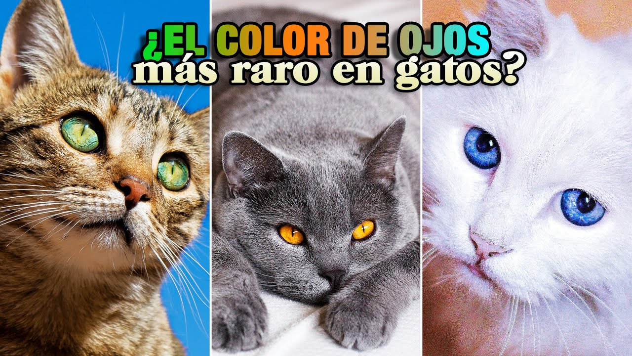 ¿Cuáles son los COLORES de OJOS más y menos FRECUENTES en GATOS? 😸👁️👄👁️ | 5 colores + 2 casos raros