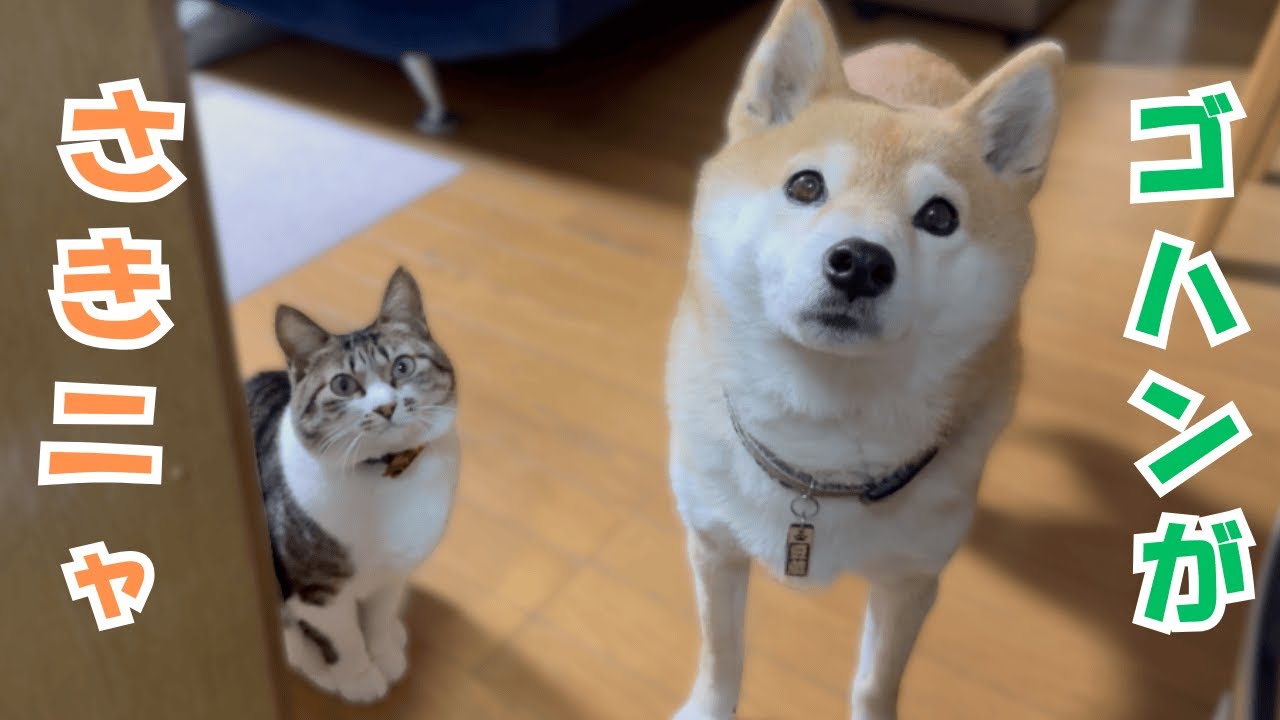 ゴハン時間を柴犬に付き合わされた元野良猫の文句が止まらない