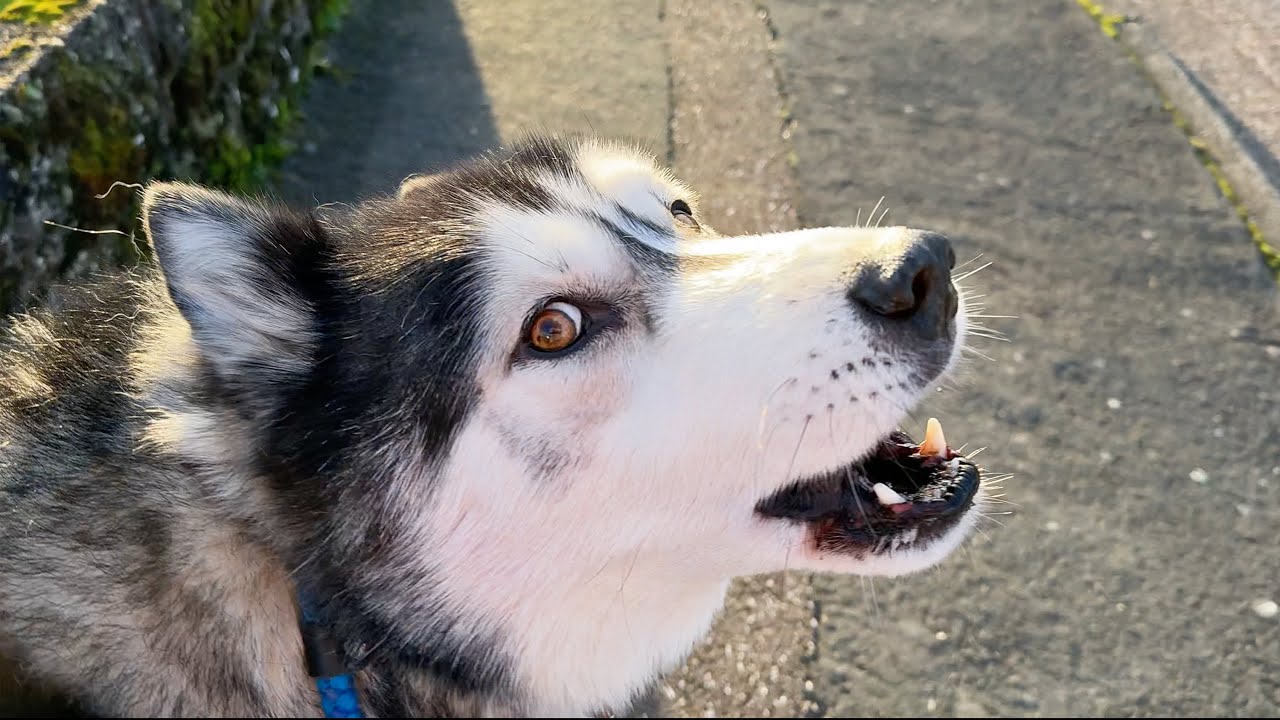 Rude Husky Cursed Because We Went The Wrong Way!