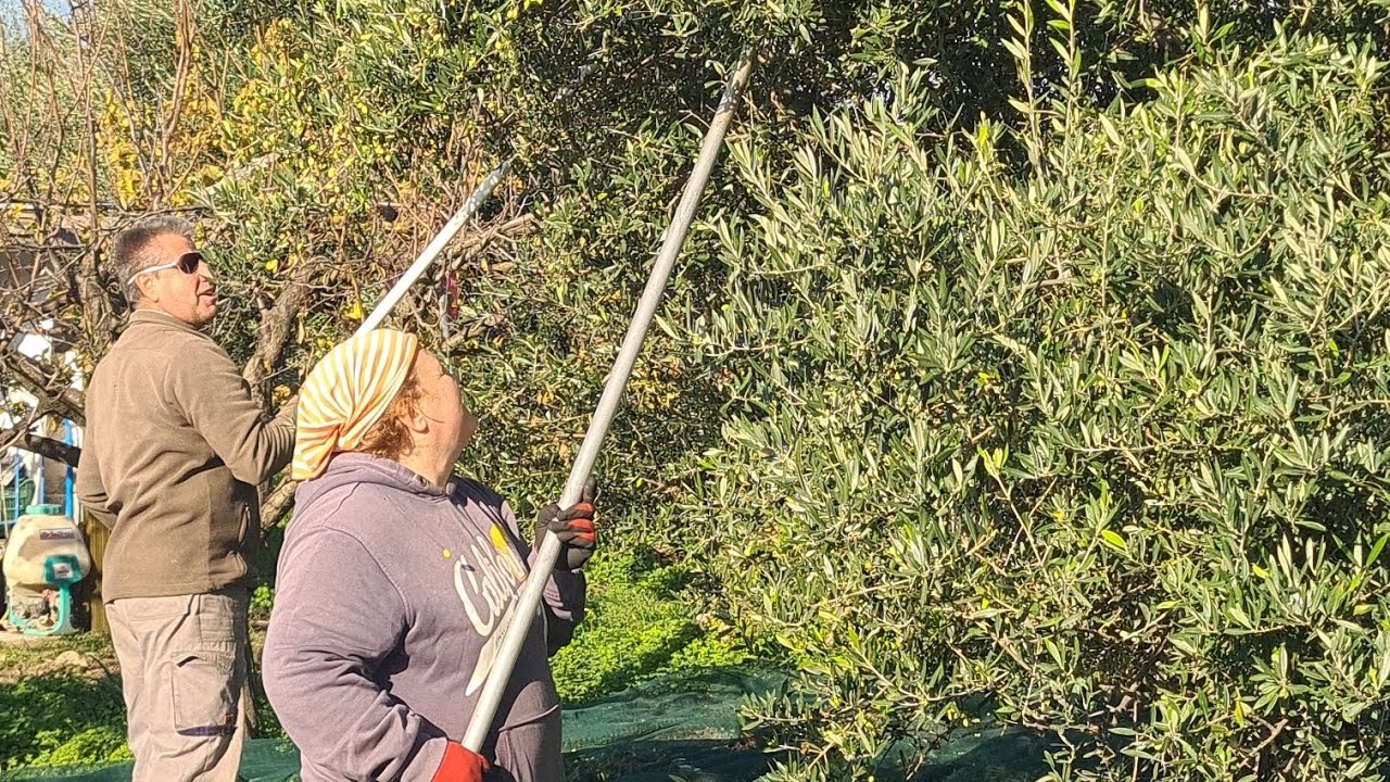 Σάμος ο τόπος της ελιάς!!!... Ευχαριστώ τους αγαπητούς οικογενειακούς φίλους Λευτέρη και Μαρία... 
