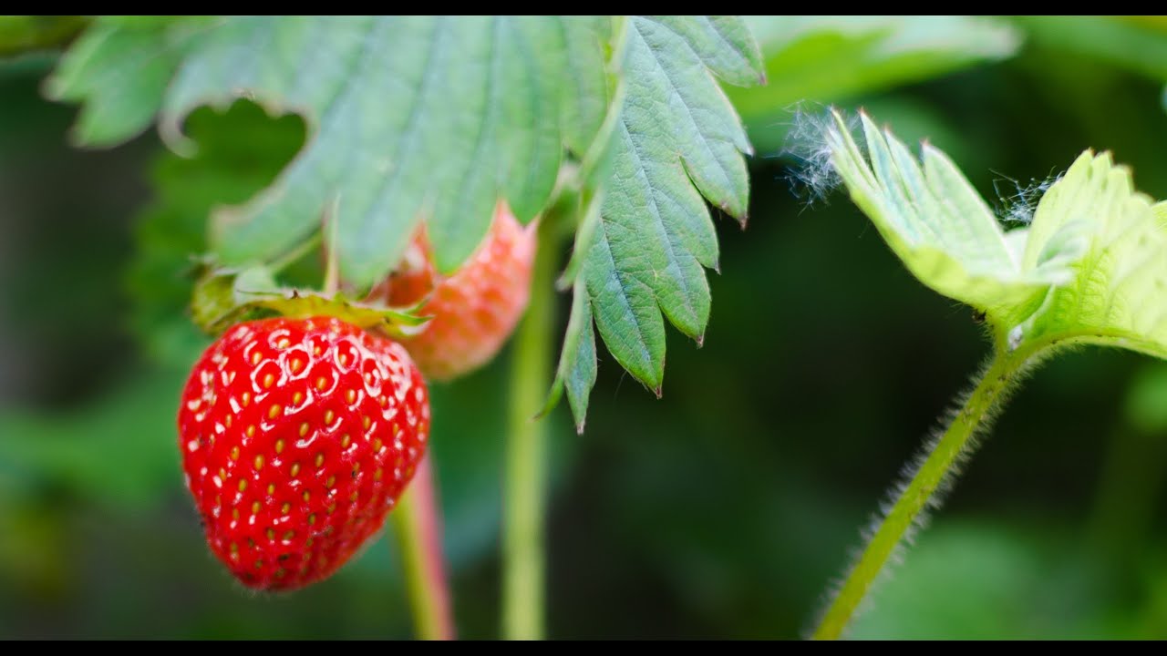 How to Plant Strawberry Plants