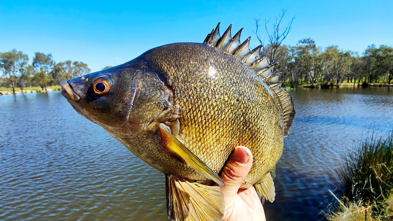 Fishing For Giant Perch,  Catching Pond Pigs. Silver Perch And Golden Perch (Yellowbelly or Callop)