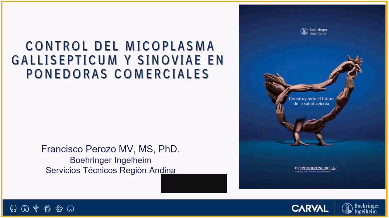 Webinar 35 Control del Micoplasma Gallisepticum y el Sinoviae ponedoras comerciales