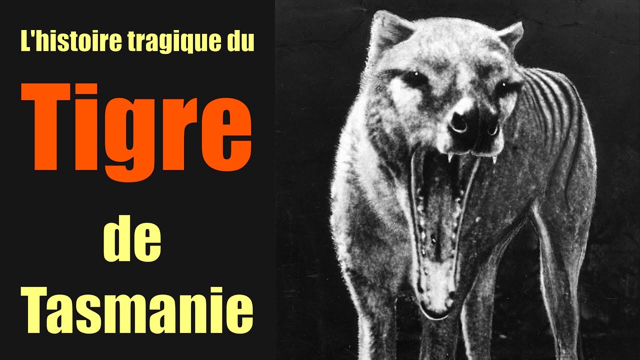 L'histoire tragique du tigre de Tasmanie
