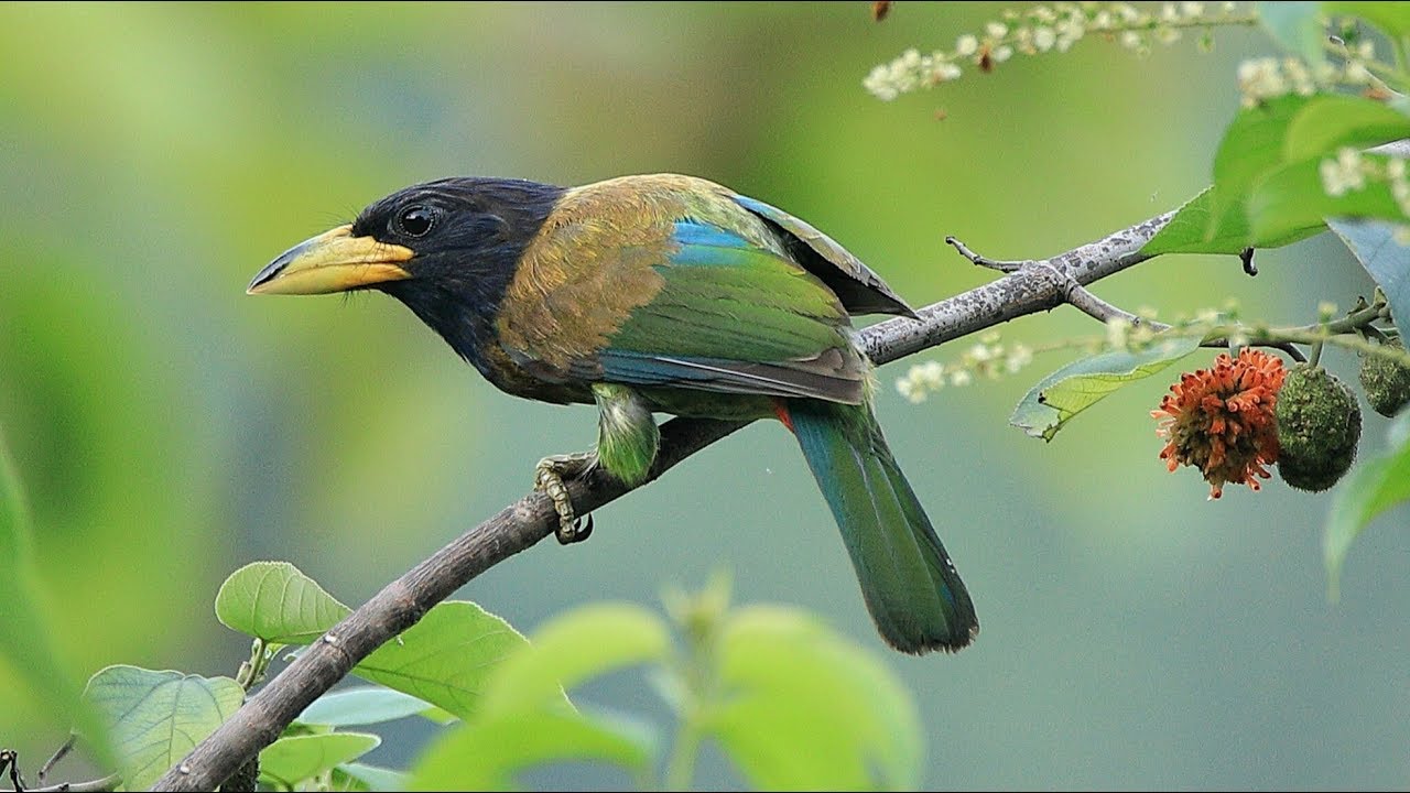 call of Great barbet 4K