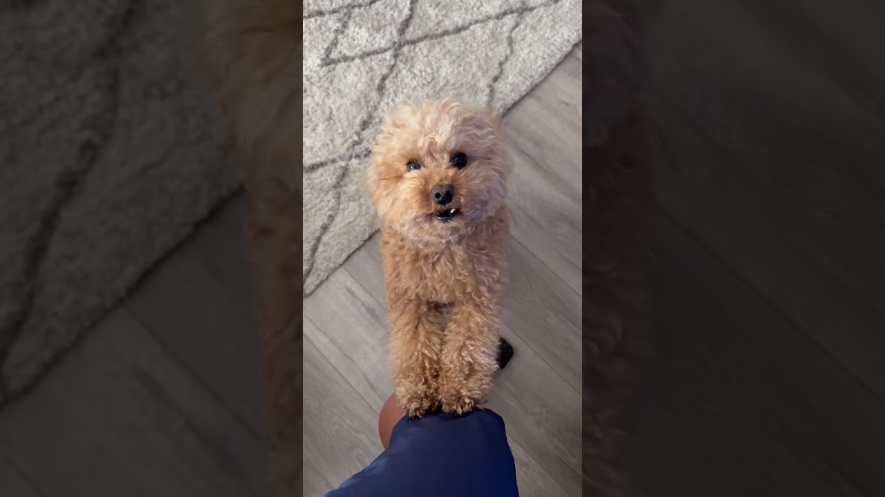 What&rsquo;s Teddy barking at? #dogs #puppy #poodle #subscribe #cute #dogdaysofsummer