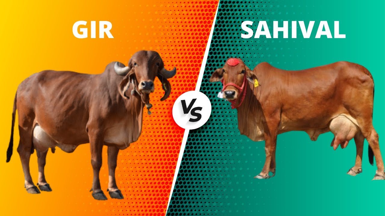 Comparison of Gir vs Sahival cow | Full Details, Benefits and Price of Gir and Sahival Cow @raizing9773
