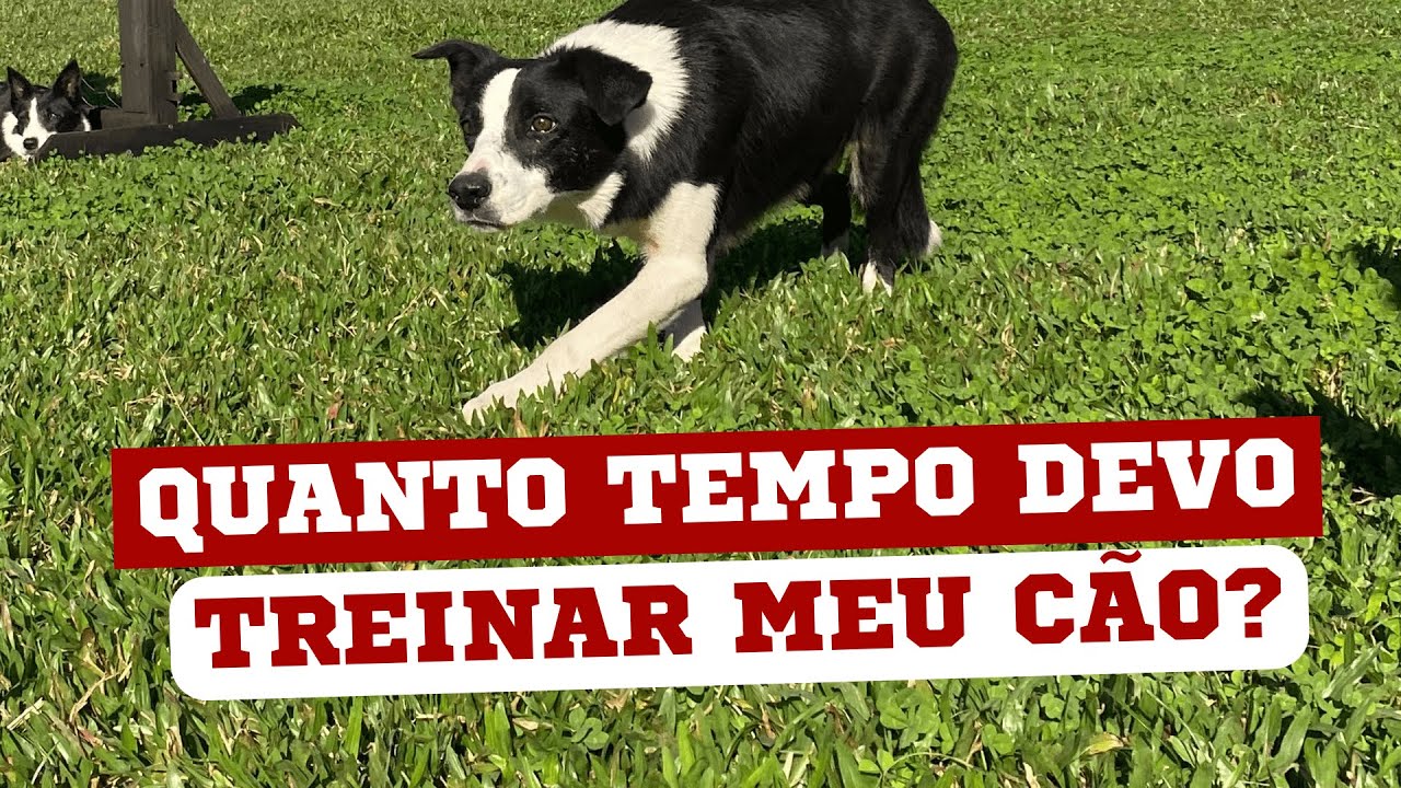 QUANTO TEMPO DEVO TREINAR O MEU CÃO? | EPISÓDIO 26 | DIÁRIO DO PASTOR 2ª TEMPORADA