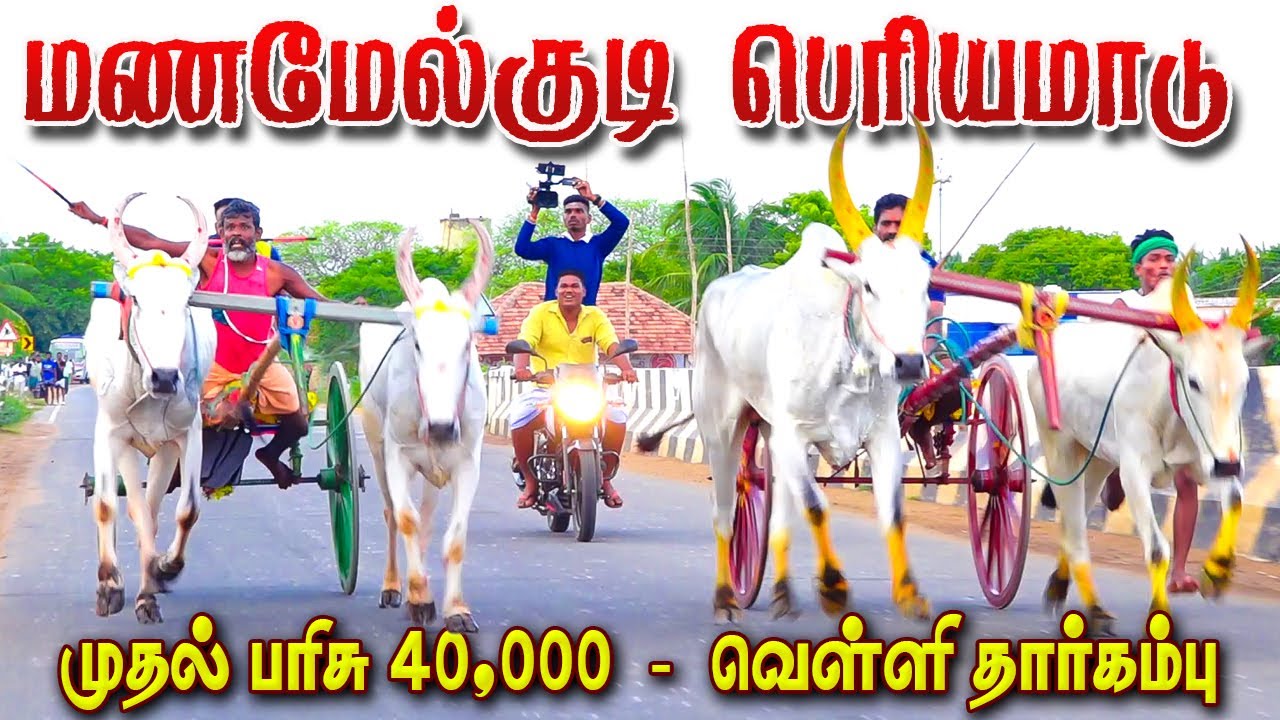 புதுக்கோட்டை (மா) மணமேல்குடி பெரியமாடு-15.10.2023
