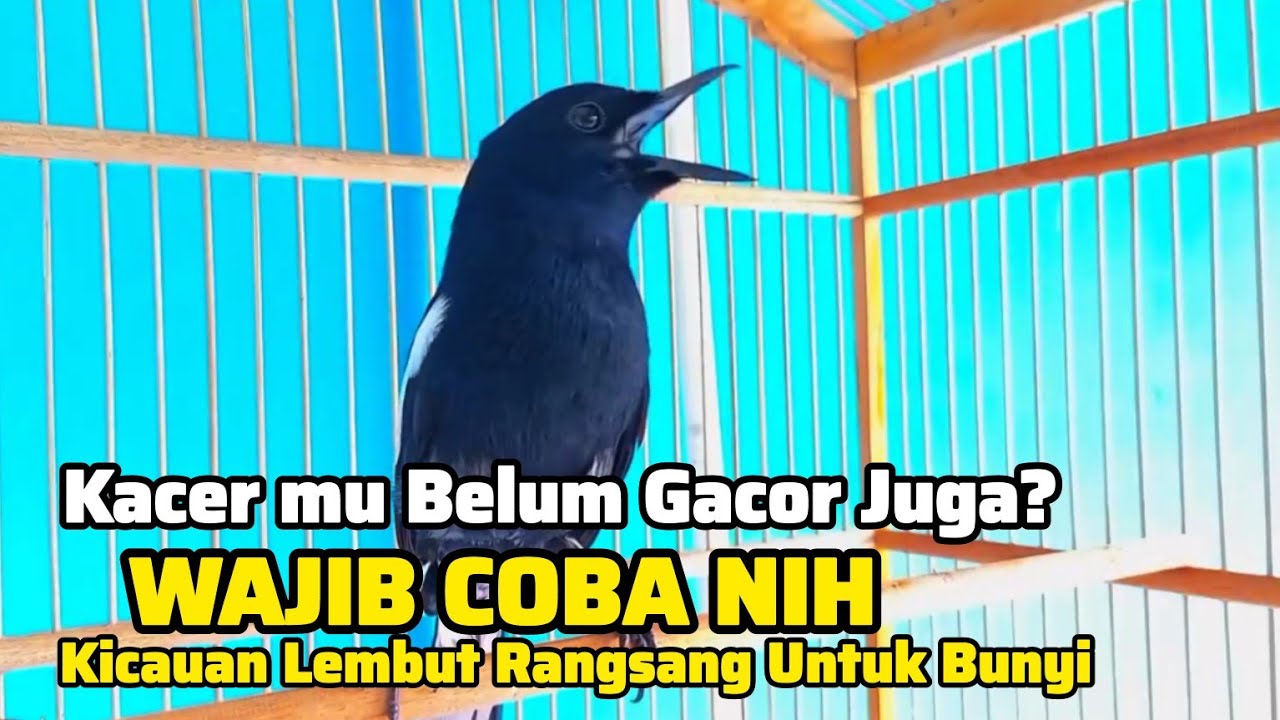 Kacer Wulung Raja Gacor‼️ NGEPLONG Tarung ini Paling AMPUH Untuk Pancingan