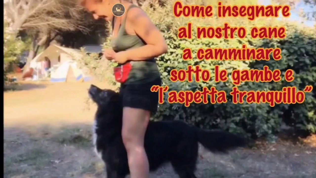 Insegnamo al nostro cane a camminare sotto le gambe ed aspettare tranquillo (Dog Tricks)