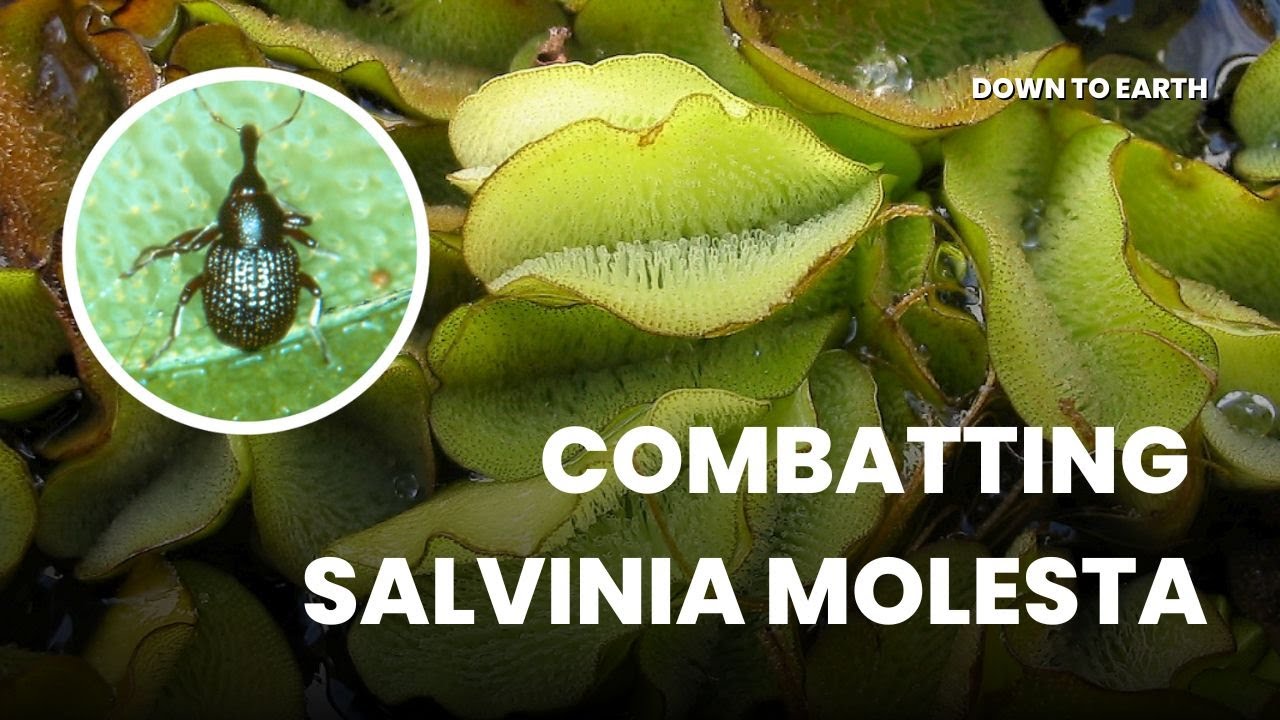 How Brazilian insect helped in cleaning Madhya Pradesh ponds | Cyrtobagous salviniae