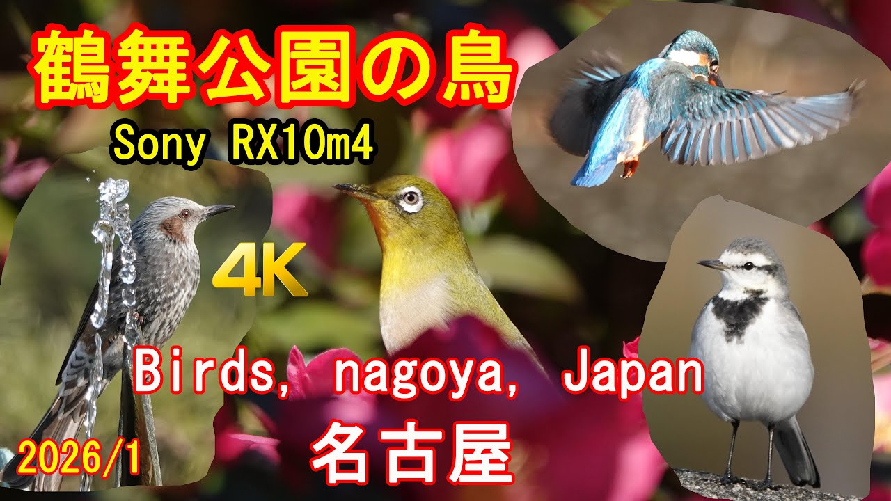 野鳥撮影・鶴舞公園・名古屋y 4K: カワセミ等 Bird photography Sony RX10m4 [4K]