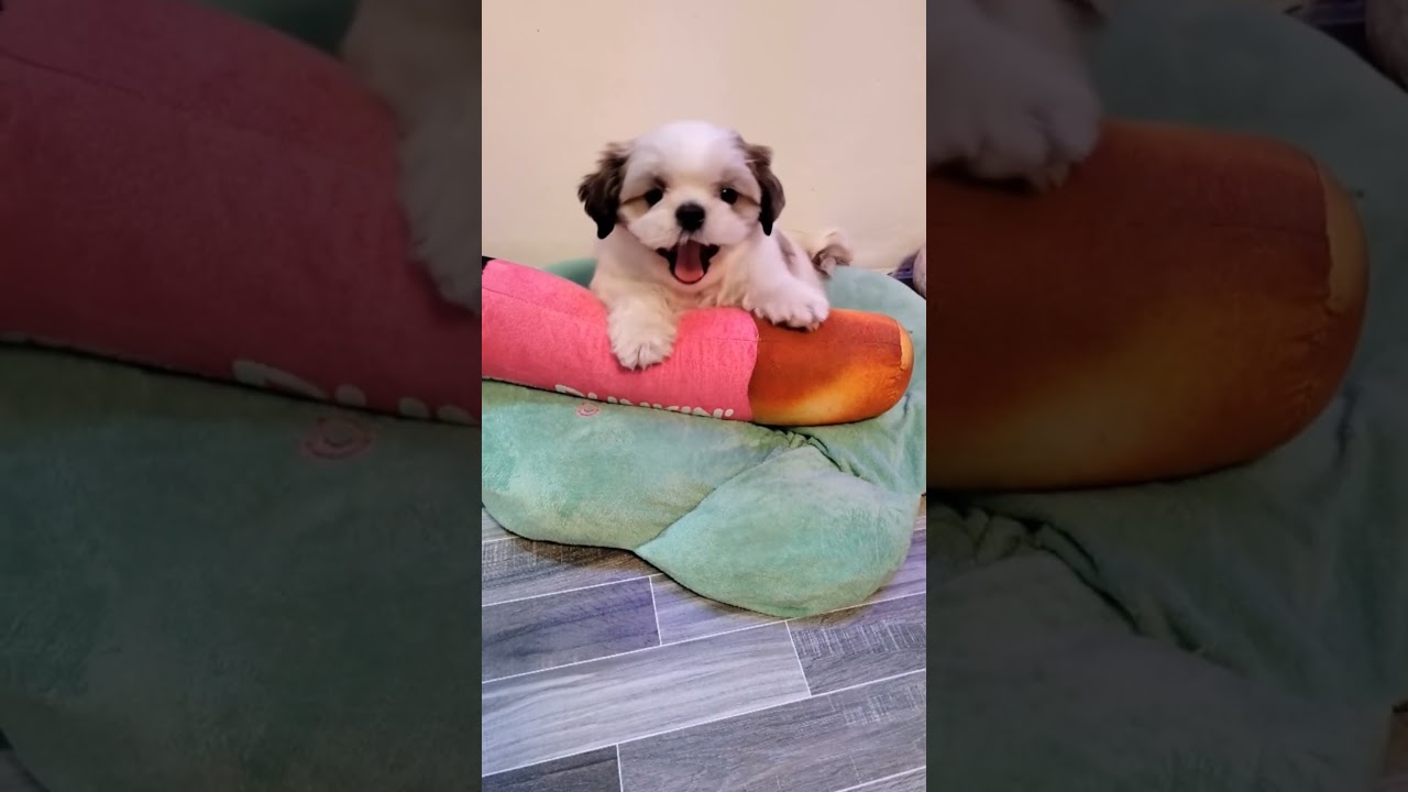 #puppy