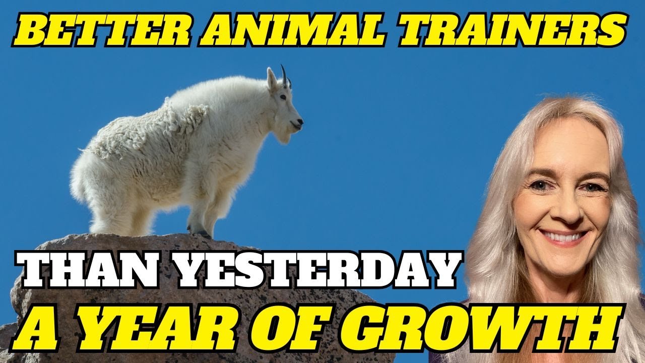 Better Animal Trainers Than Yesterday: A Year of Perseverance and Growth